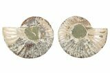 Cut & Polished, Agatized Ammonite Fossil - Madagascar #191626-1